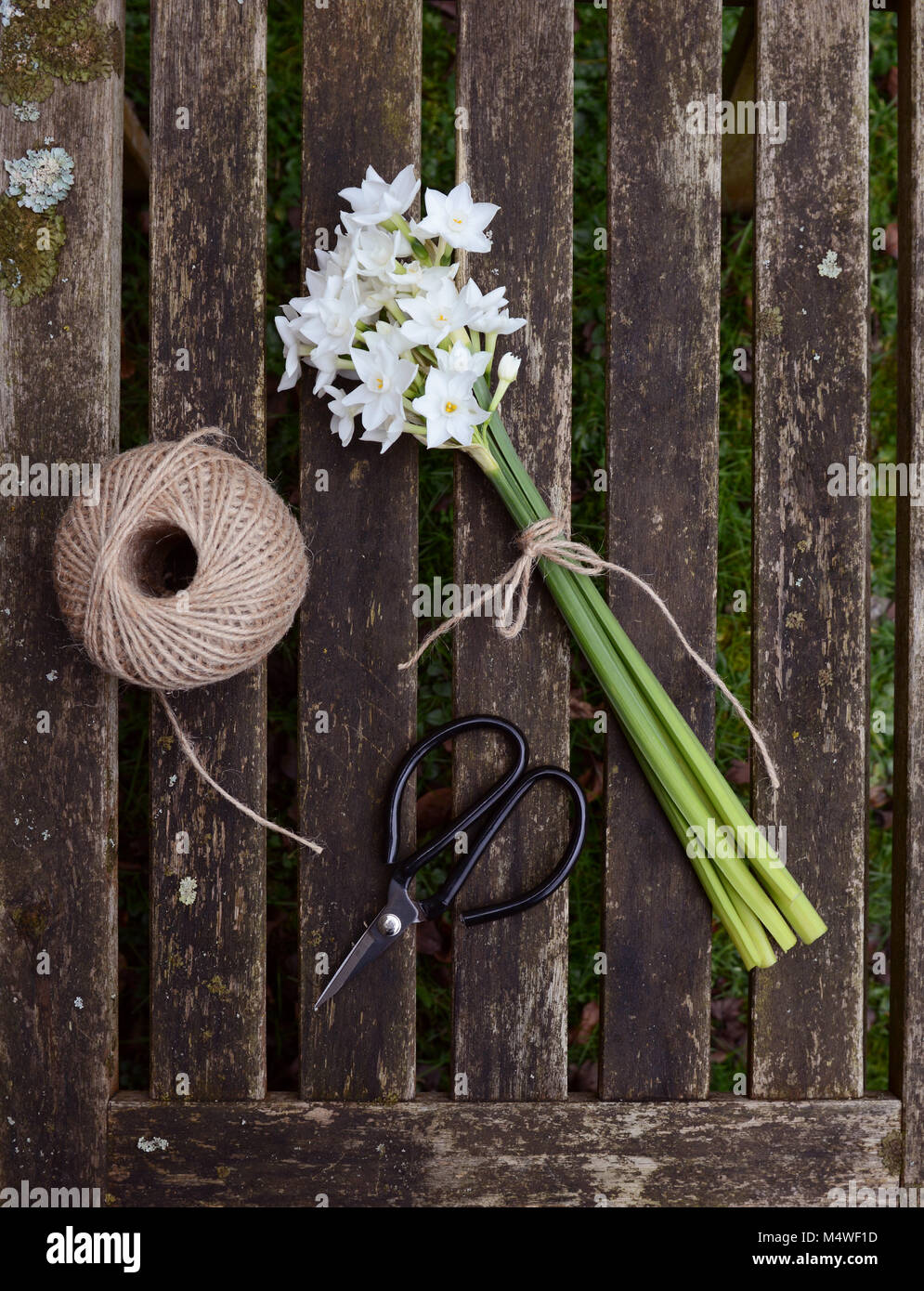 Narzissen Blumen mit Garn gebunden, mit einer Kugel aus Garten string und Schere auf einem holzstäbchen Hintergrund Stockfoto