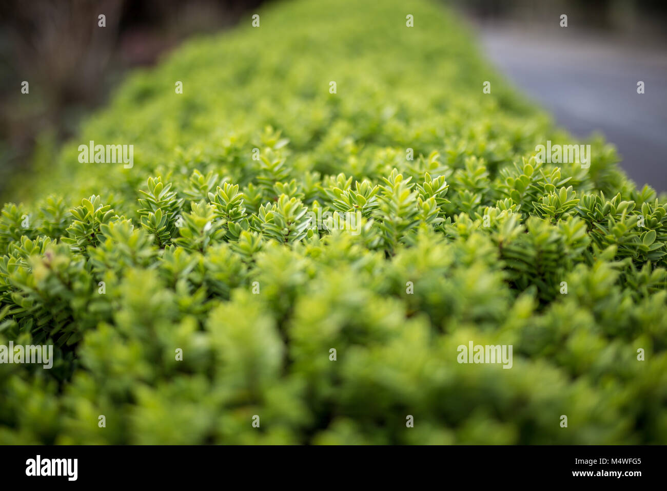 Meer des Grüns Stockfoto