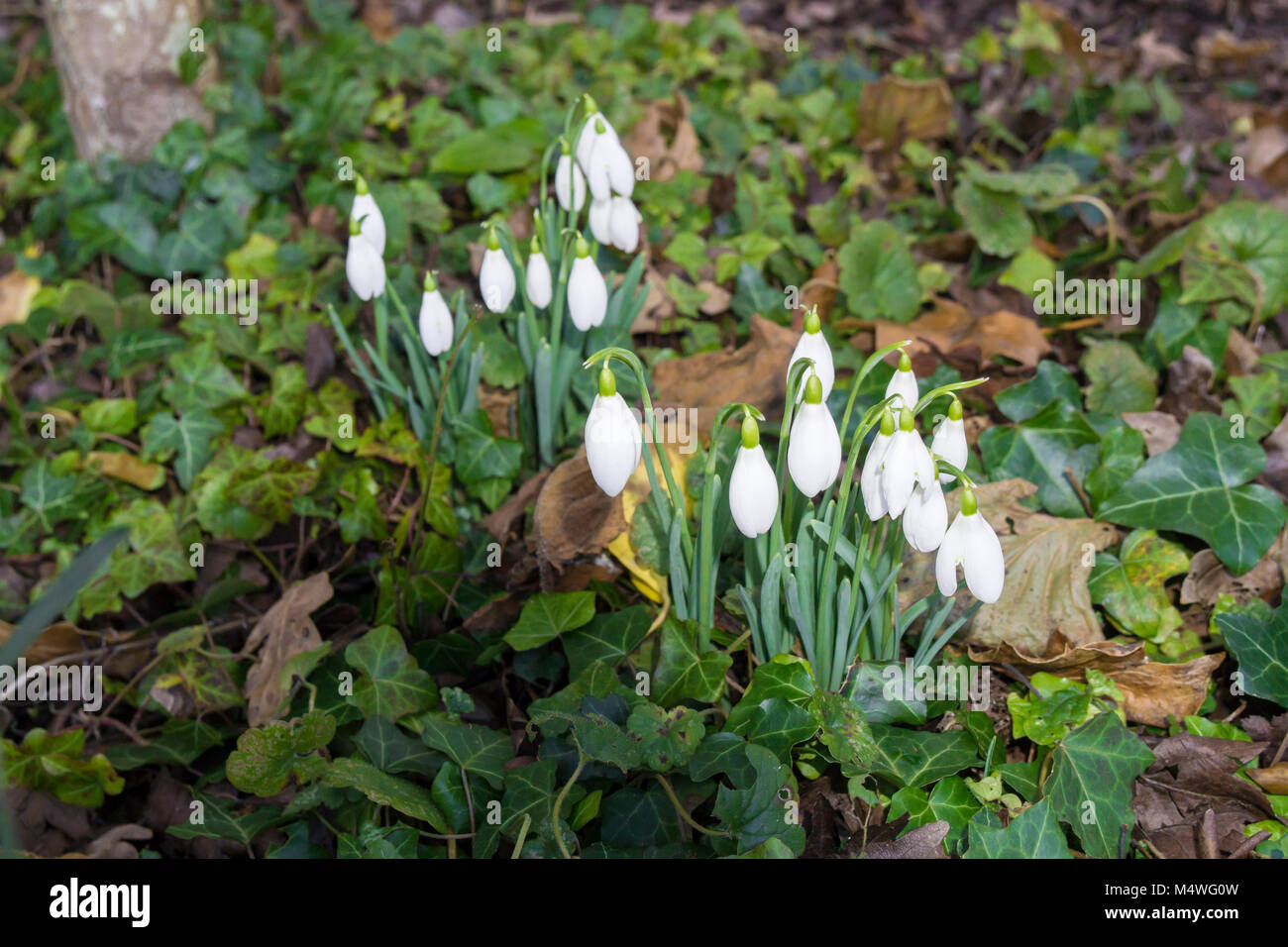 Frühe Blüte Schneeglöckchen Stockfoto