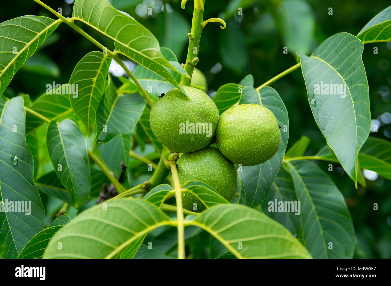 Normale Walnuss. Wissenschaftlicher Name Juglans nigra Stockfoto