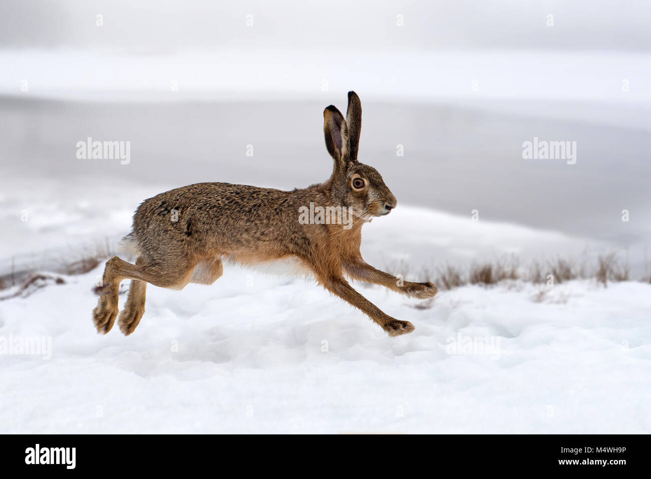 Hase läuft im Winter Feld Stockfoto