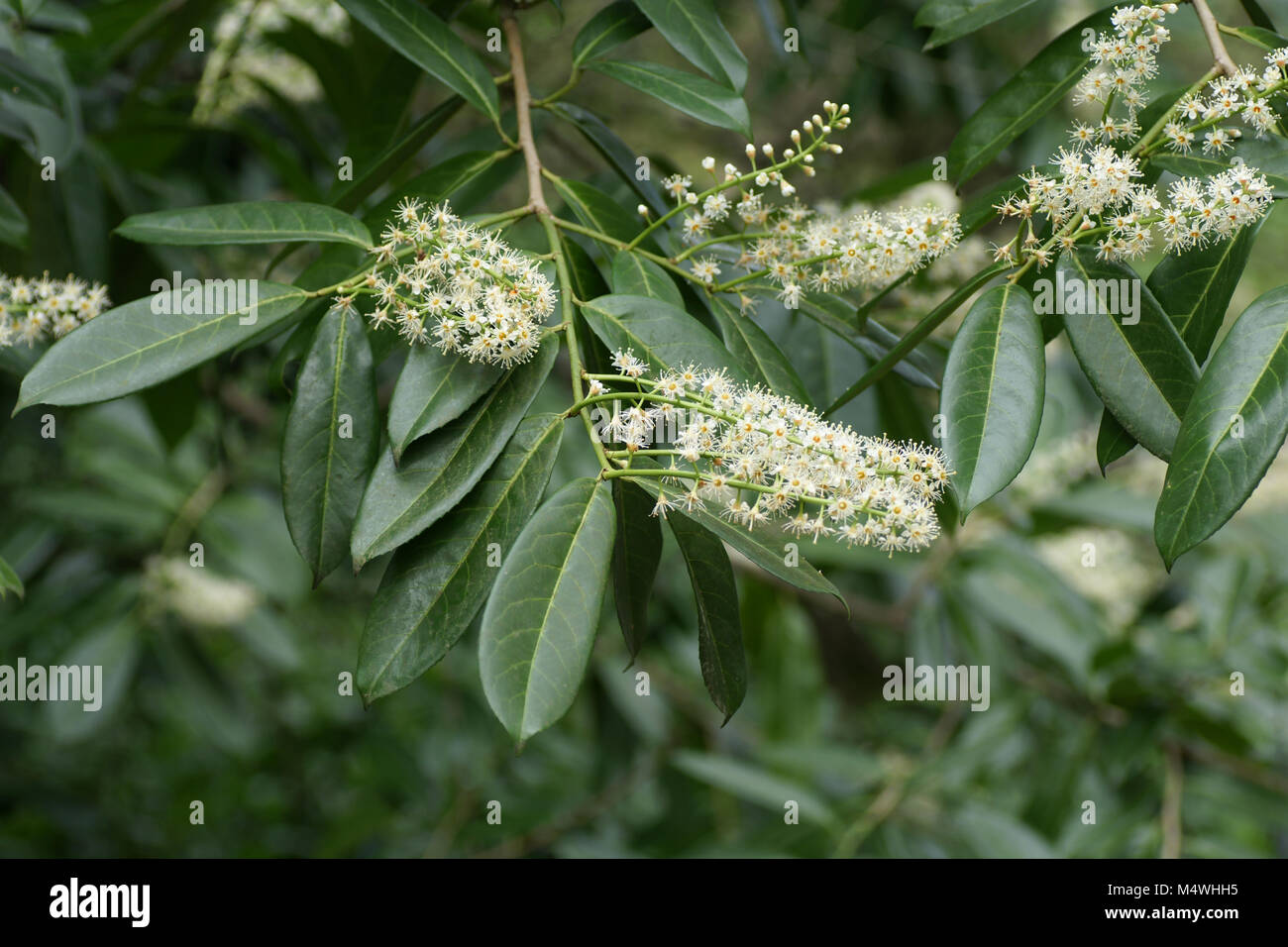 Prunus laurocerasus Stockfoto