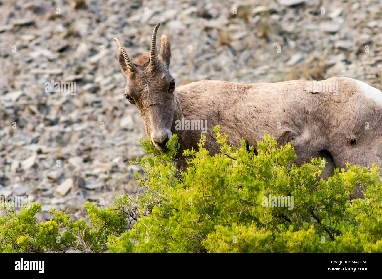 Weibliche Big Horn Schafe weiden entlang der Gardner RIver. Yellowstone National Park, Wyoming. Stockfoto