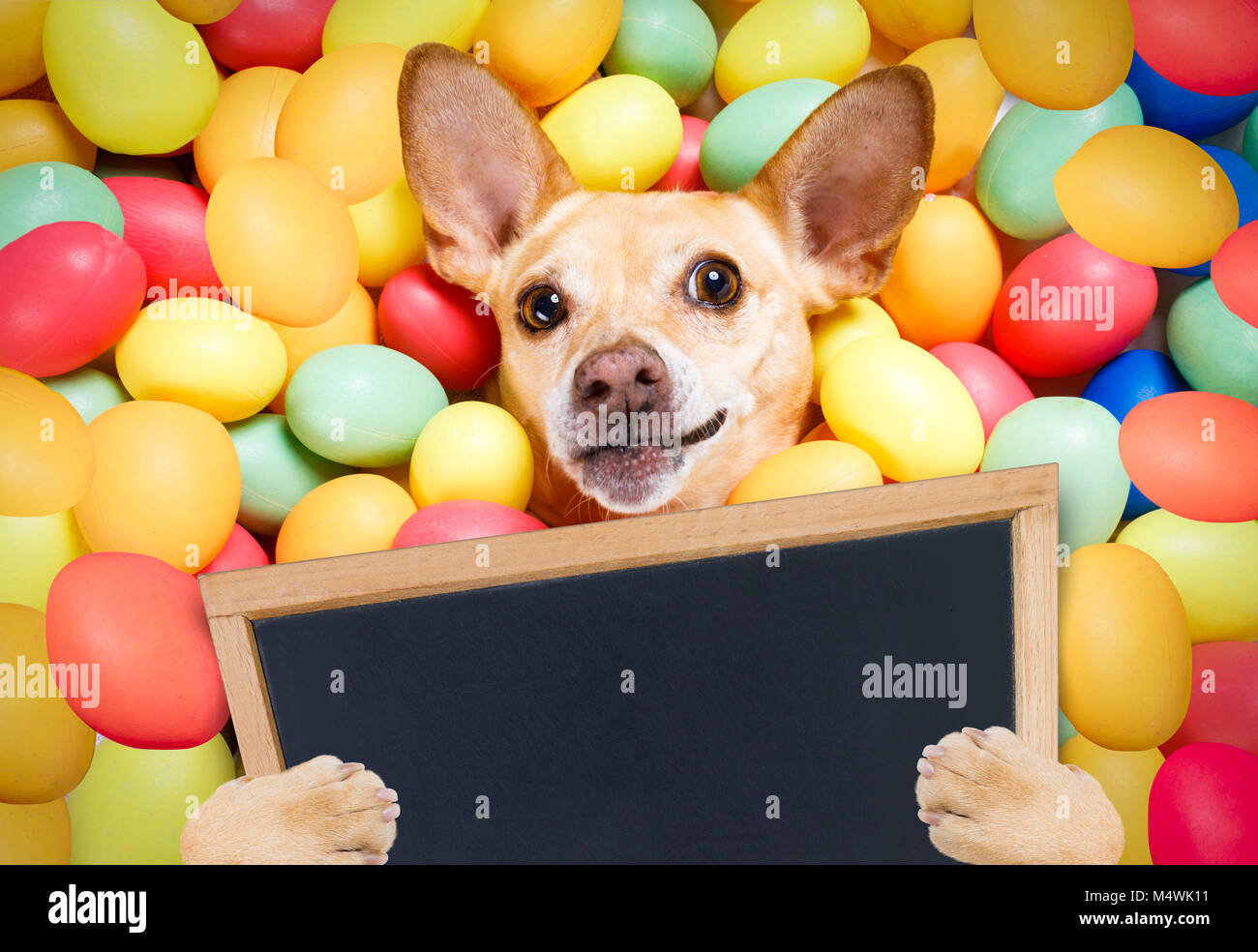 Frohe Ostern Hund im Bett lag, voll lustig bunte Eier, ein Plakat oder  Tafel, für die Weihnachtssaison Stockfotografie - Alamy