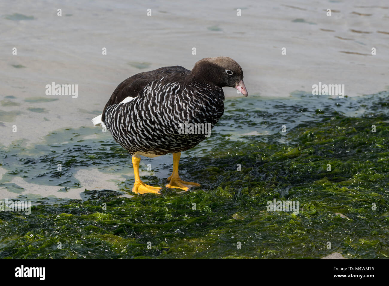 Falkland Inseln, neue Insel. Kelp Gans (WILD: Chloephaga hybrida malvinarum) weiblich. Stockfoto