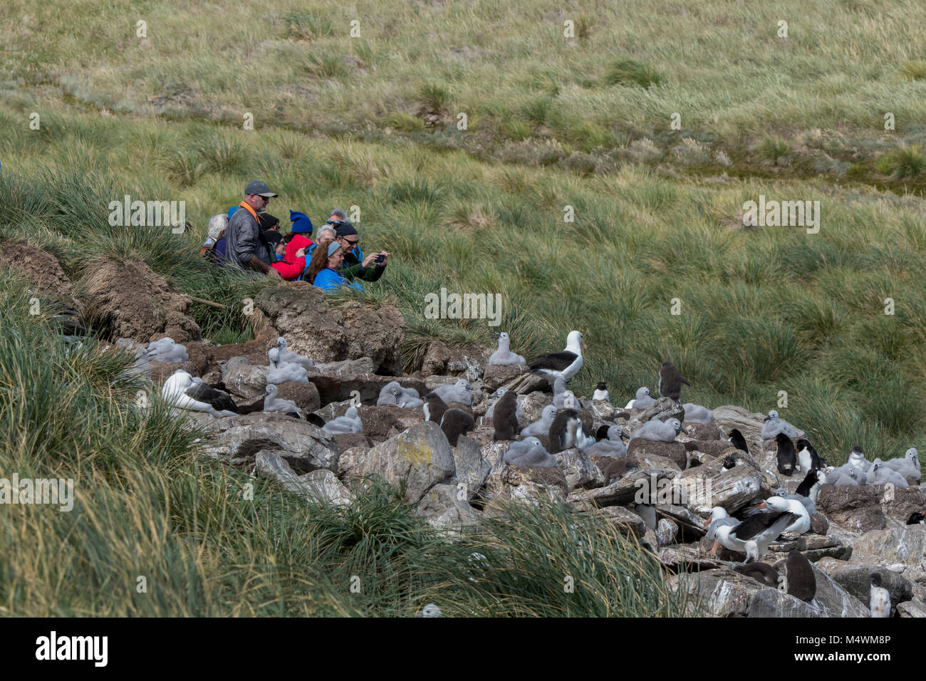 Falkland Inseln, West Point Island. Abenteuer Touristen auf der Kante des schwarzen der tiefsten Albatross und rockhopper Penguin Kolonie. Stockfoto