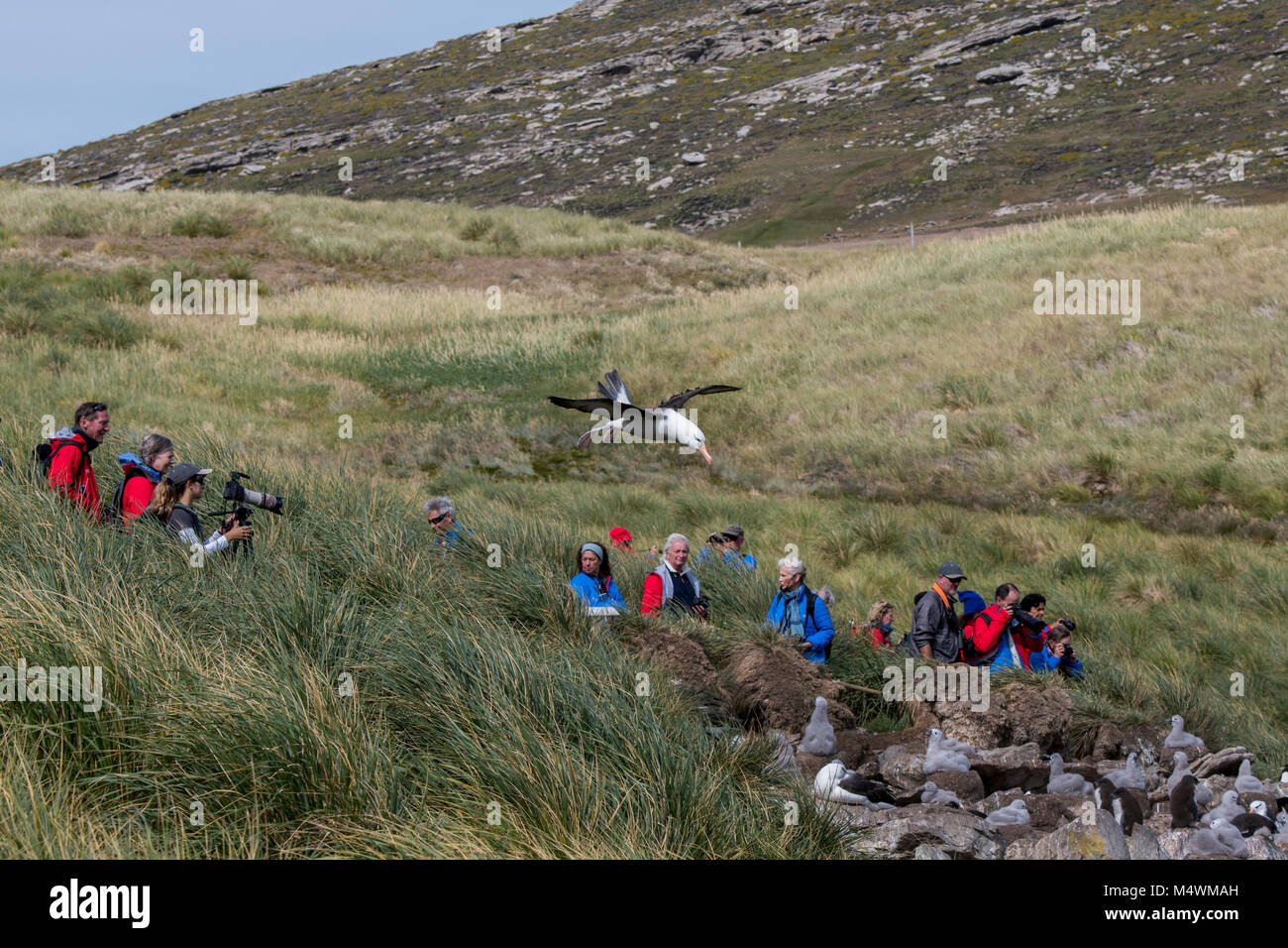 Falkland Inseln, West Point Island. Abenteuer Touristen auf der Kante des schwarzen der tiefsten Albatross und rockhopper Penguin Kolonie. Albatros im Flug. Stockfoto