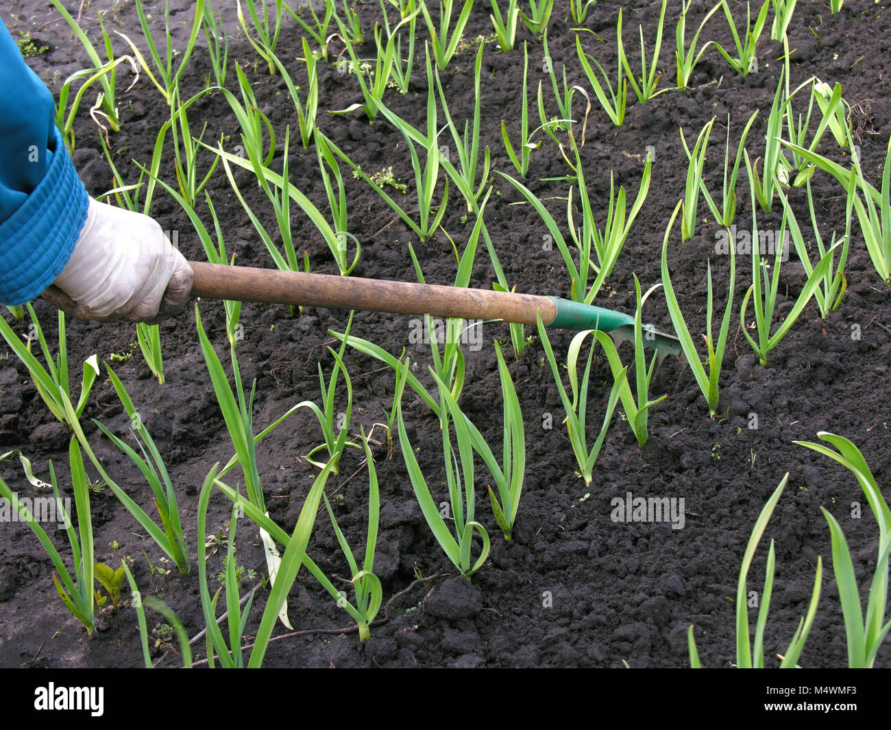 Gärtner harken Knoblauch Plantage - saisonale Arbeit im Gemüsegarten Stockfoto