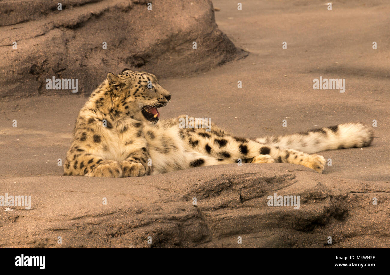 Snow Leopard (Panthera uncia) Stockfoto