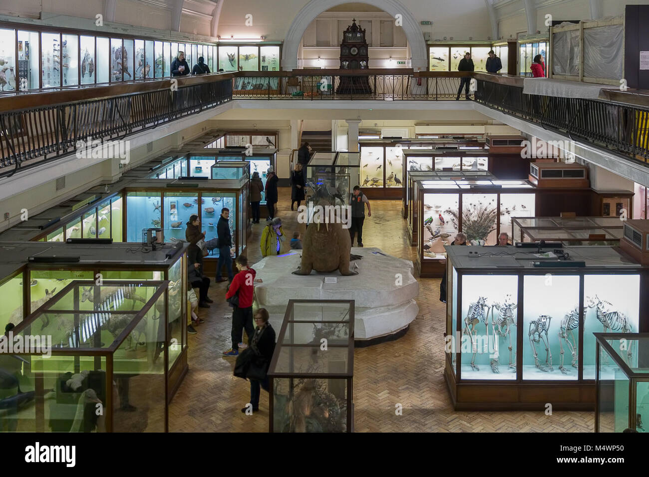 Das Natural History Galerie am Horniman Museum, Forest Hill, London, England. Stockfoto