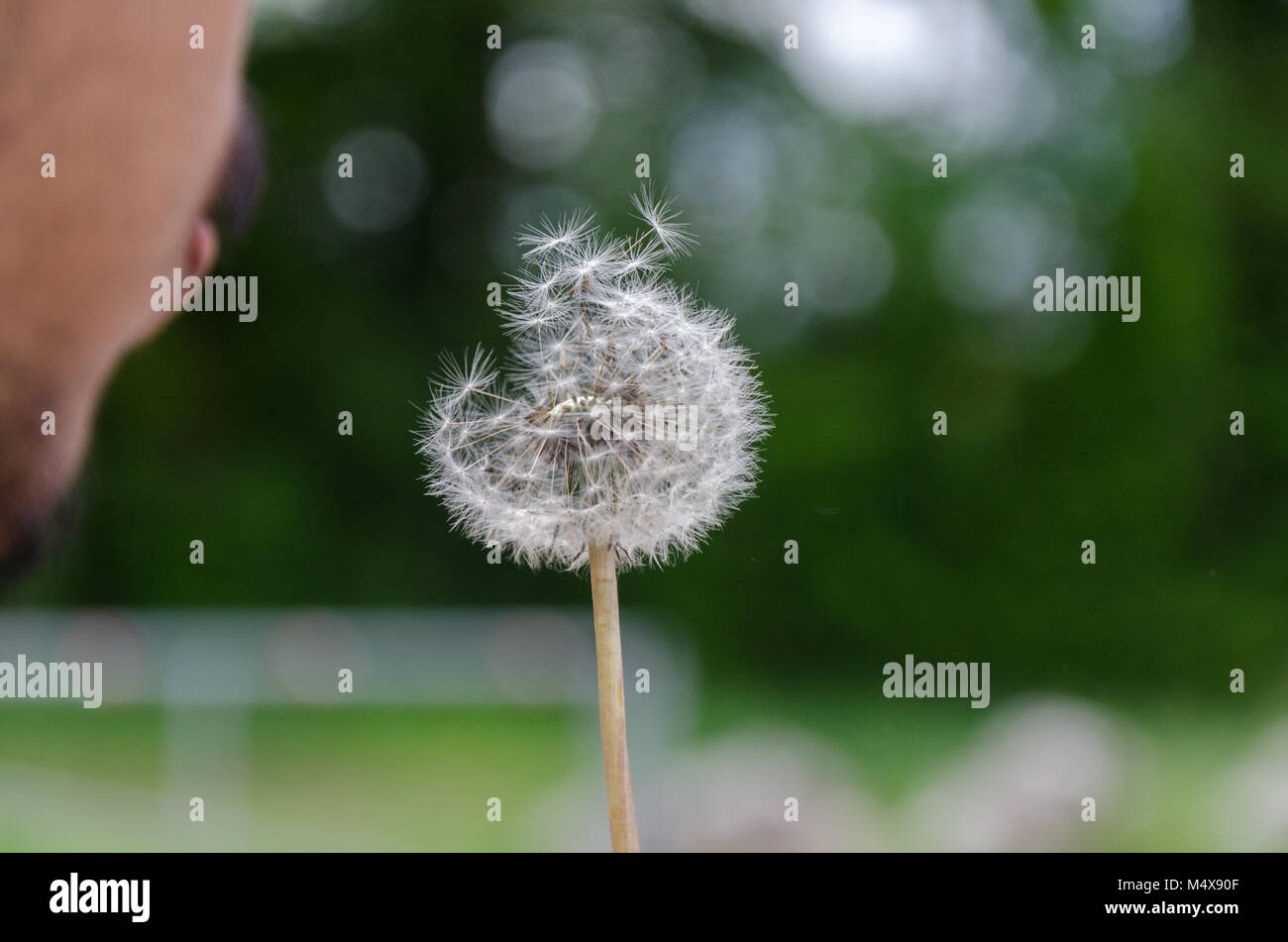 Nahaufnahme der Person bläst Löwenzahn Samen Kopf. Stockfoto