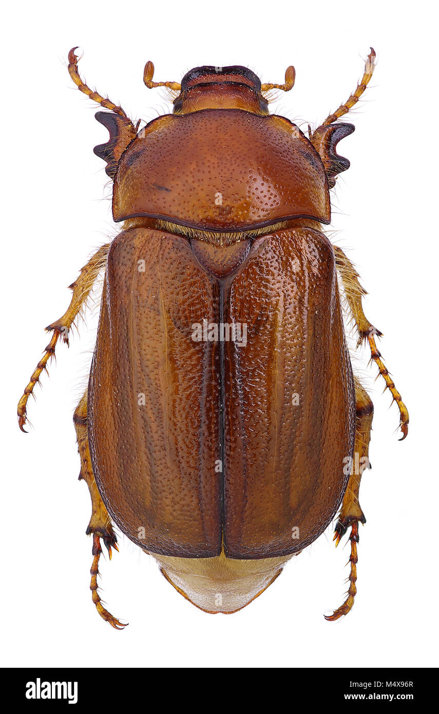 Weibliche Juni Käfer (Amphimallon vernale) auf weißem Hintergrund. Stockfoto