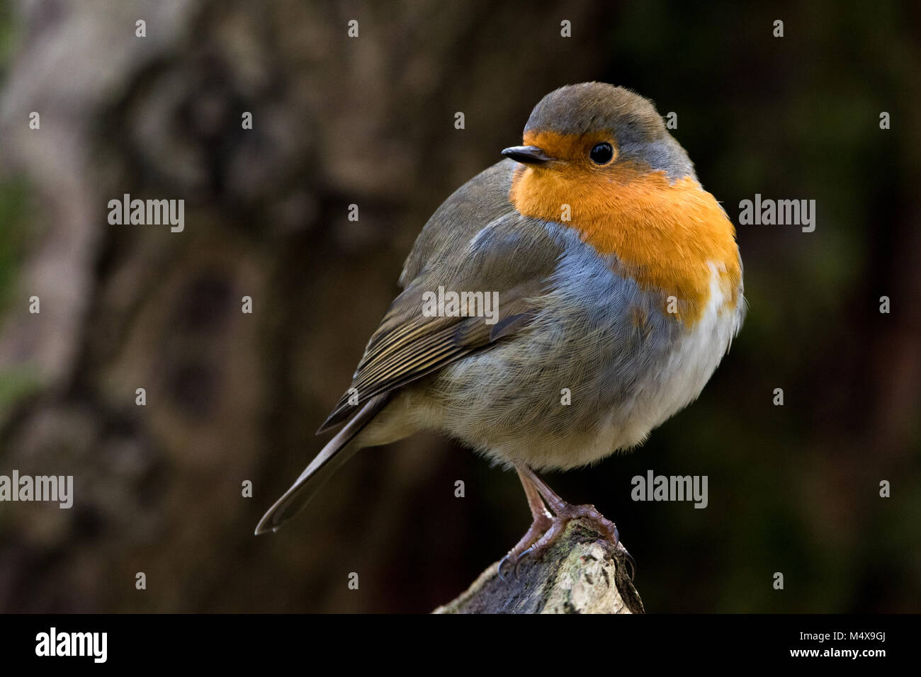 Red Robin Vogel Portrait Stockfoto
