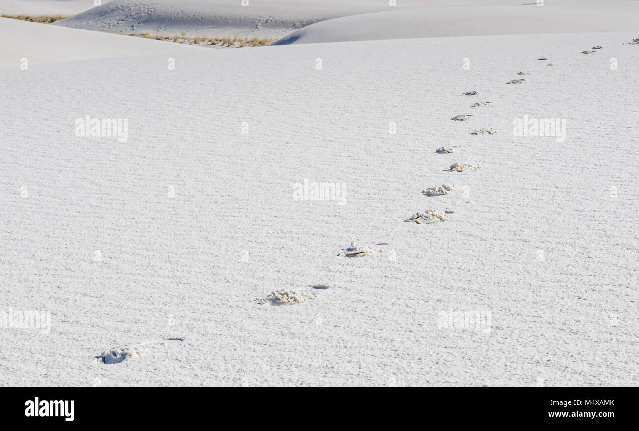 Eine Spur der Spuren nach links schräg gegenüber dem Hintergrund der gysum Dünen im White Sands National Monument in New Mexico. Stockfoto