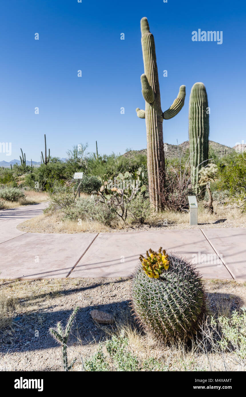 Angelhaken Barrel Kaktus blüht mit gelben Knospen auf der Nature Trail im Saguaro National Park in der Sonoran Wüste in der Nähe von Tucson, Arizona. Stockfoto