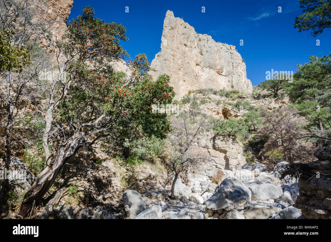 Madrone Baum und Devil's Hall Felsformation an der niedrigen Land Chihuahan Wüste Landschaft von Guadalupe Mountains National Park in Texas. Stockfoto