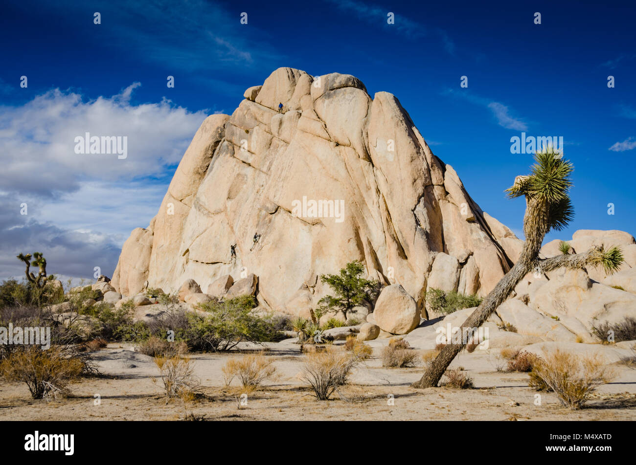 Joshua Tree vor der Kreuzung Rock, einer 150 Fuß hohe Monzonite monolith anerkannt als der Geburtsort von Klettern in Joshua Tree National Park in Stockfoto