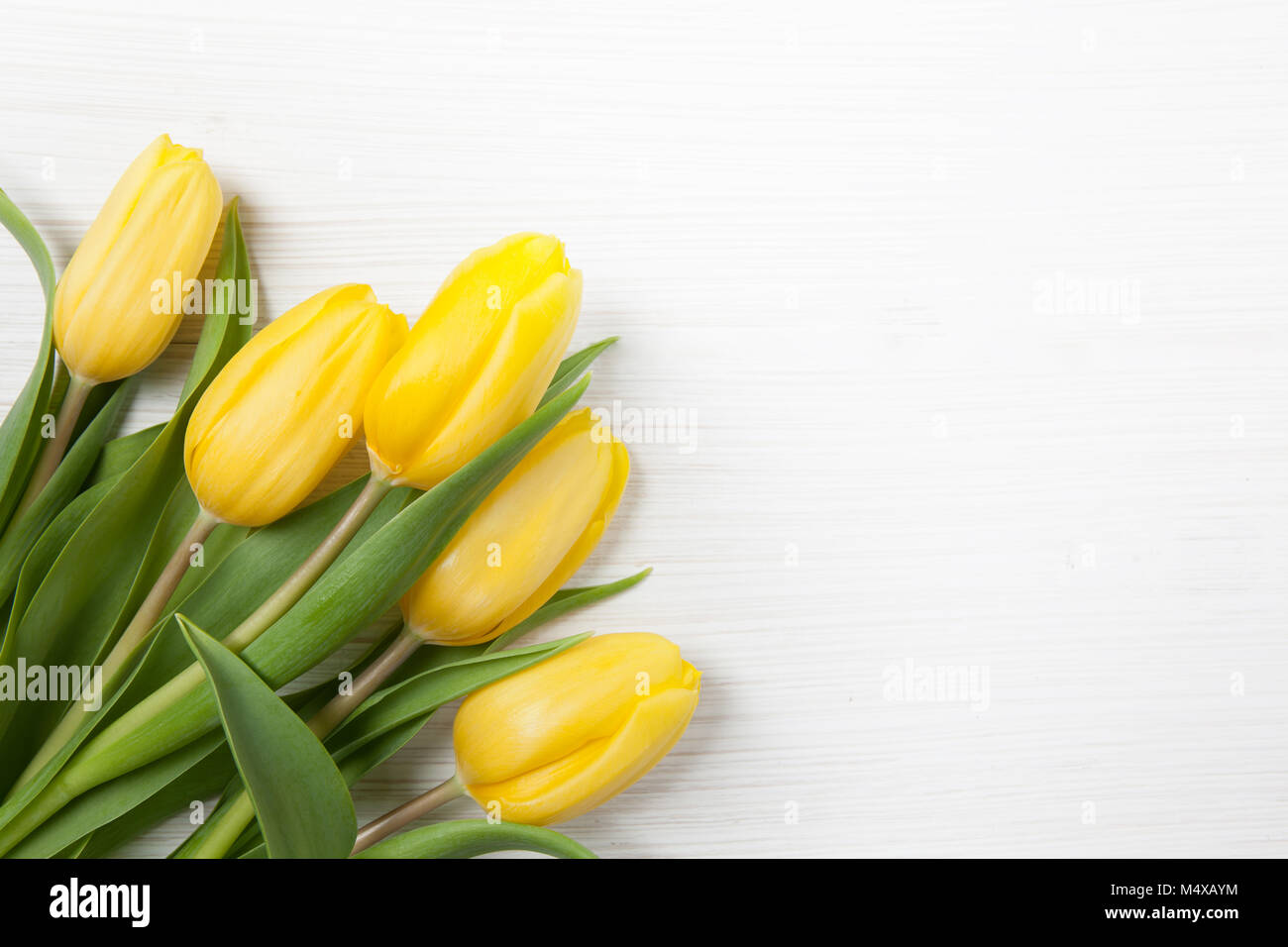 Gelbe Tulpen auf weißem Holz Hintergrund. Frühling - Poster mit Freier Text. Stockfoto