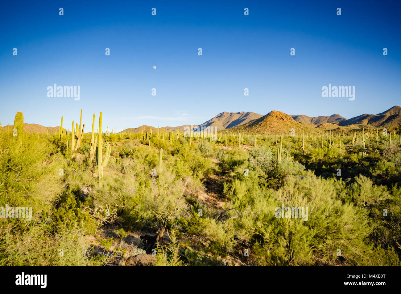 Rincon Mountains, Saguaro Cactus, Salbei und Büsche in der Sonora Wüste. Stockfoto