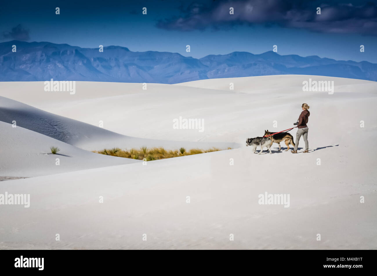 Eine blonde Frau Fotograf Spaziergänge zwei Deutsche Shepards auf dem Gips Dünen im White Sands National Monument in New Mexico. Stockfoto