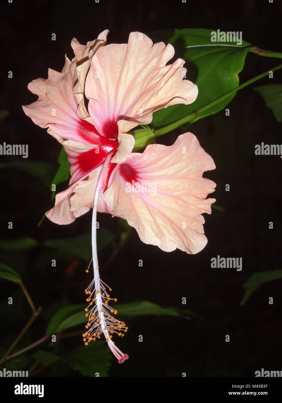 Isolierte pfirsich Hibiscus hängen von der Zweigstelle auf dunklen Hintergrund. Stockfoto