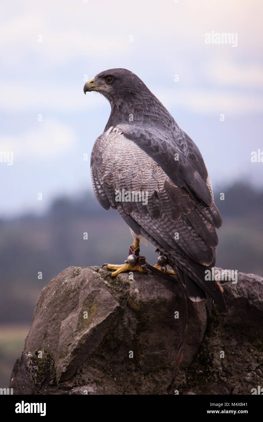 Majestic Schwarz-chested Bussard Adler auf einem Felsen thront. Stockfoto