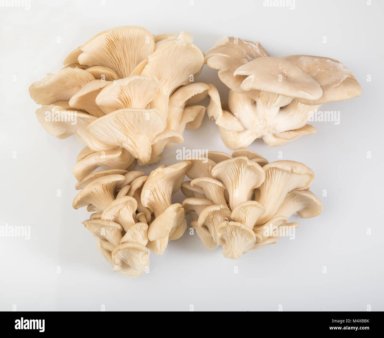 Blick von oben auf die Oyster Mushroom isoliert auf weißem Hintergrund Stockfoto
