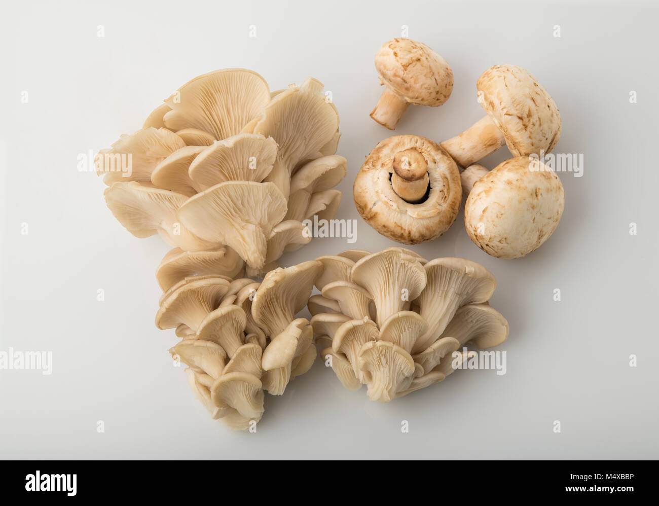 Blick von oben auf die Oyster Mushroom und gemeinsame Taste Pilz isoliert auf weißem Hintergrund Stockfoto