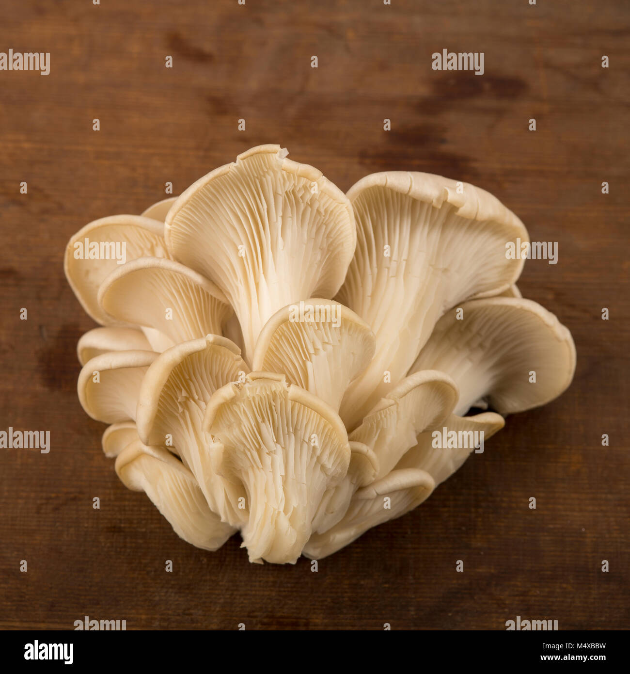 Blick von oben auf die Oyster Mushroom isoliert auf braunem Holz- Hintergrund Stockfoto