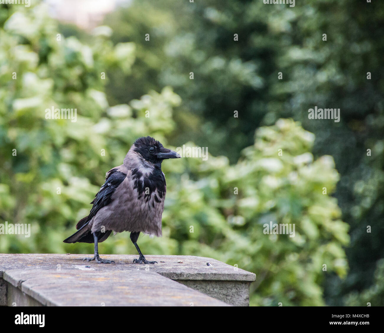 Araniella cucurbitina, Schwarz und Grau Nebelkrähe Stockfoto