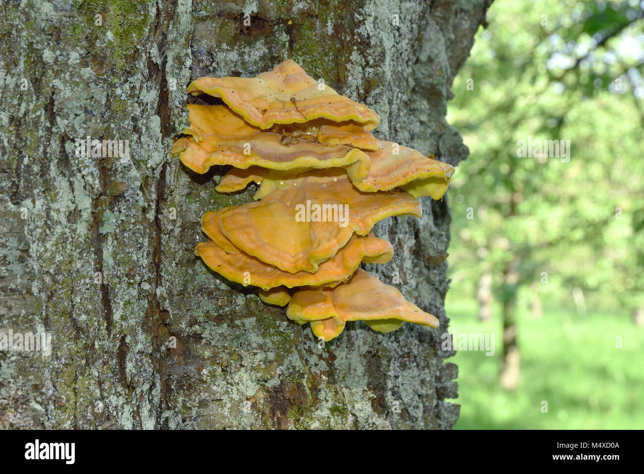 Schwefel polypore; Chicken mushroom Stockfoto