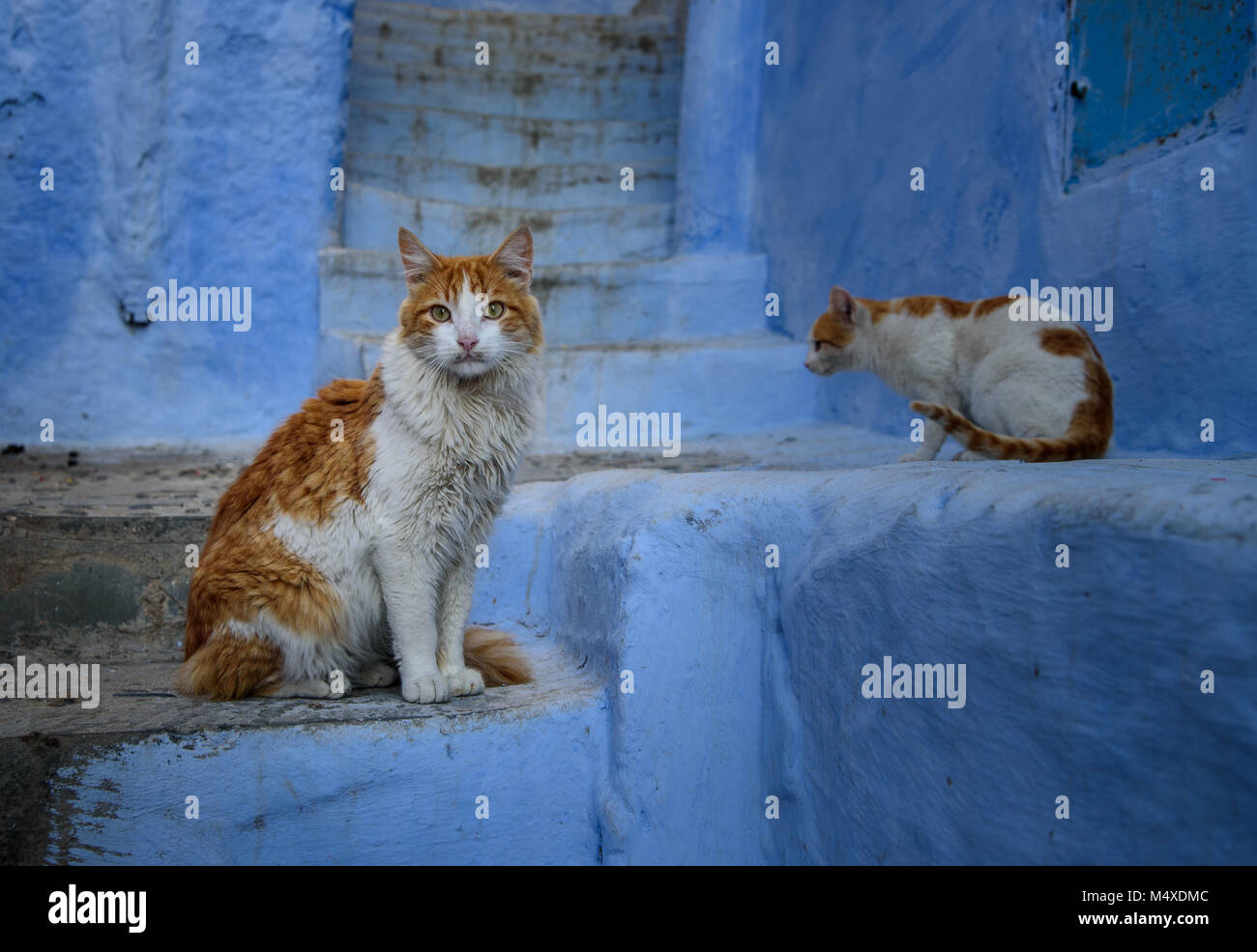 Katzen in Chefchaouen, die blaue Stadt in Marokko. Stockfoto