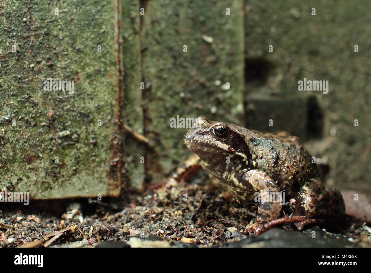 Glotzäugig Kröte Stockfoto