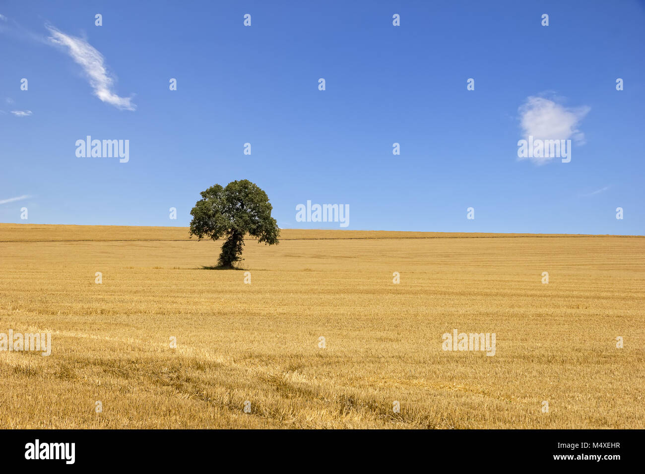 Allein Baum Stockfoto