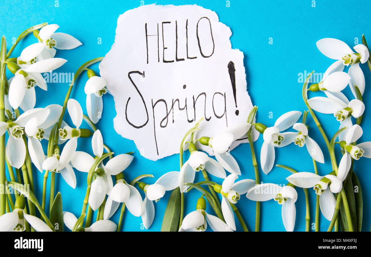 Hallo Frühling Kalligraphie Hinweis mit frischen Schneeglöckchen Stockfoto