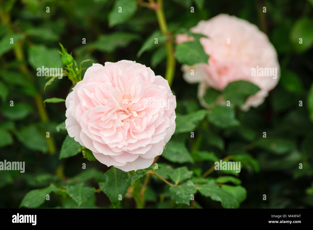 Nahaufnahme von Pale Pink' moderne Strauch Unsere Beth'Rose Blume Blüte Stockfoto