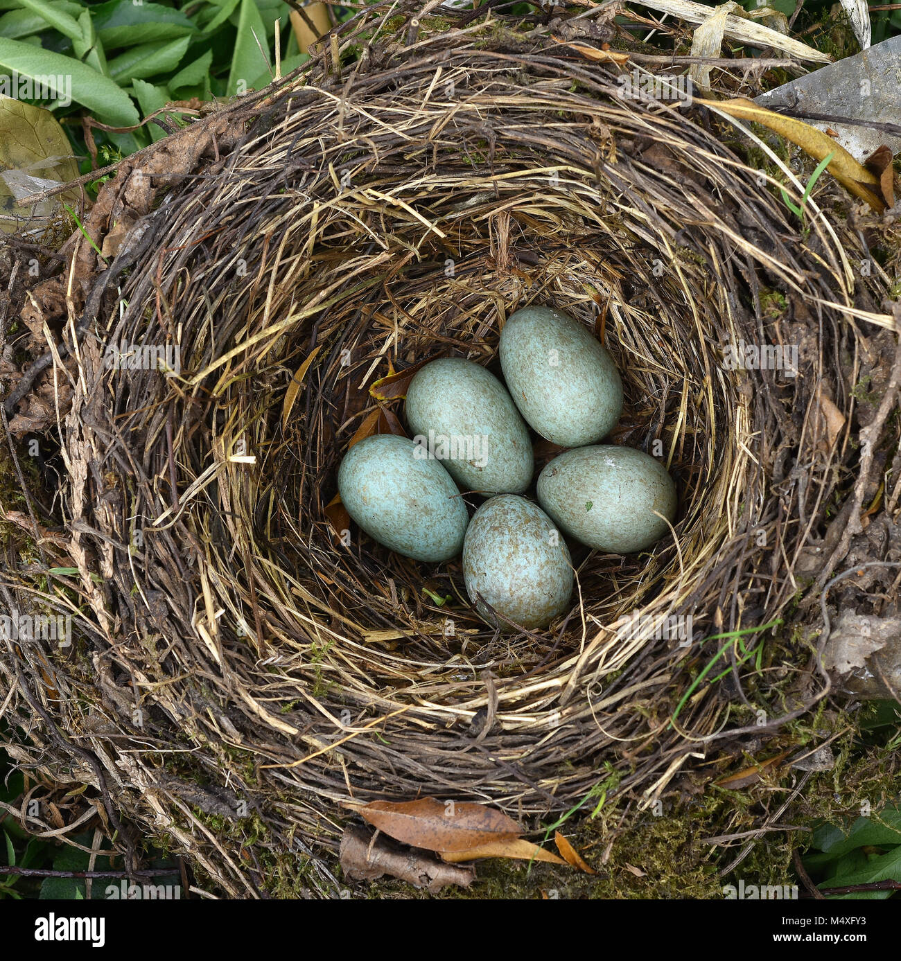 eurasisches-amsel-nest-mit-eiern-fotos-und-bildmaterial-in-hoher