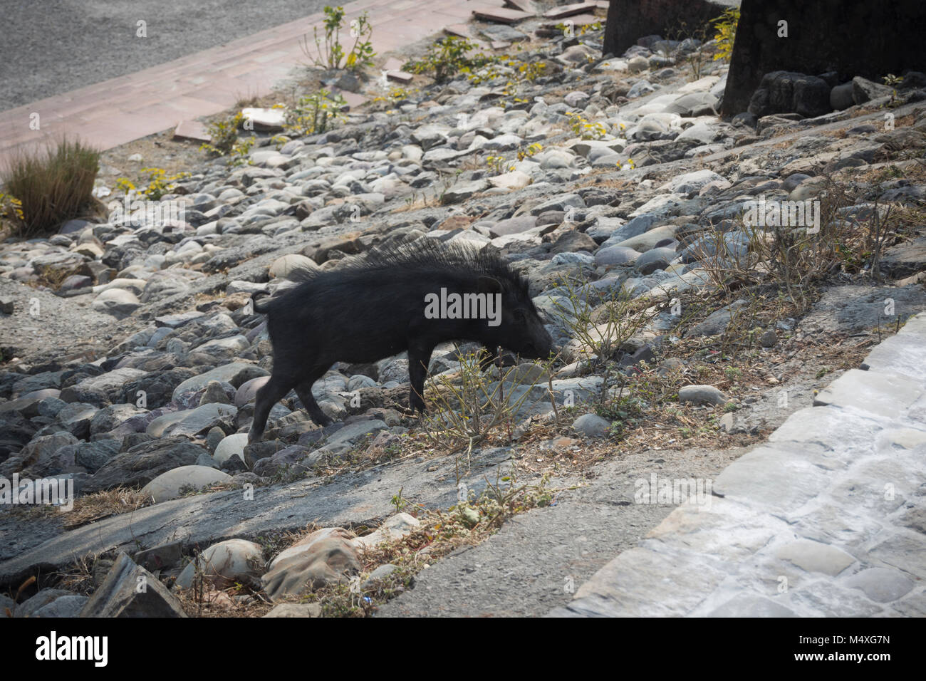 Baby Wildschwein in den Straßen von Rishikesh, Indien Stockfoto