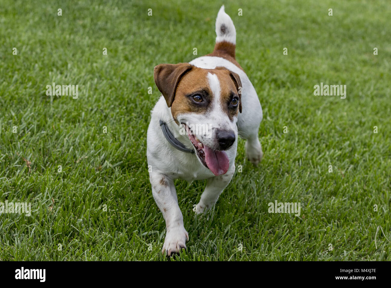 Jack Russell Terrier Stockfoto