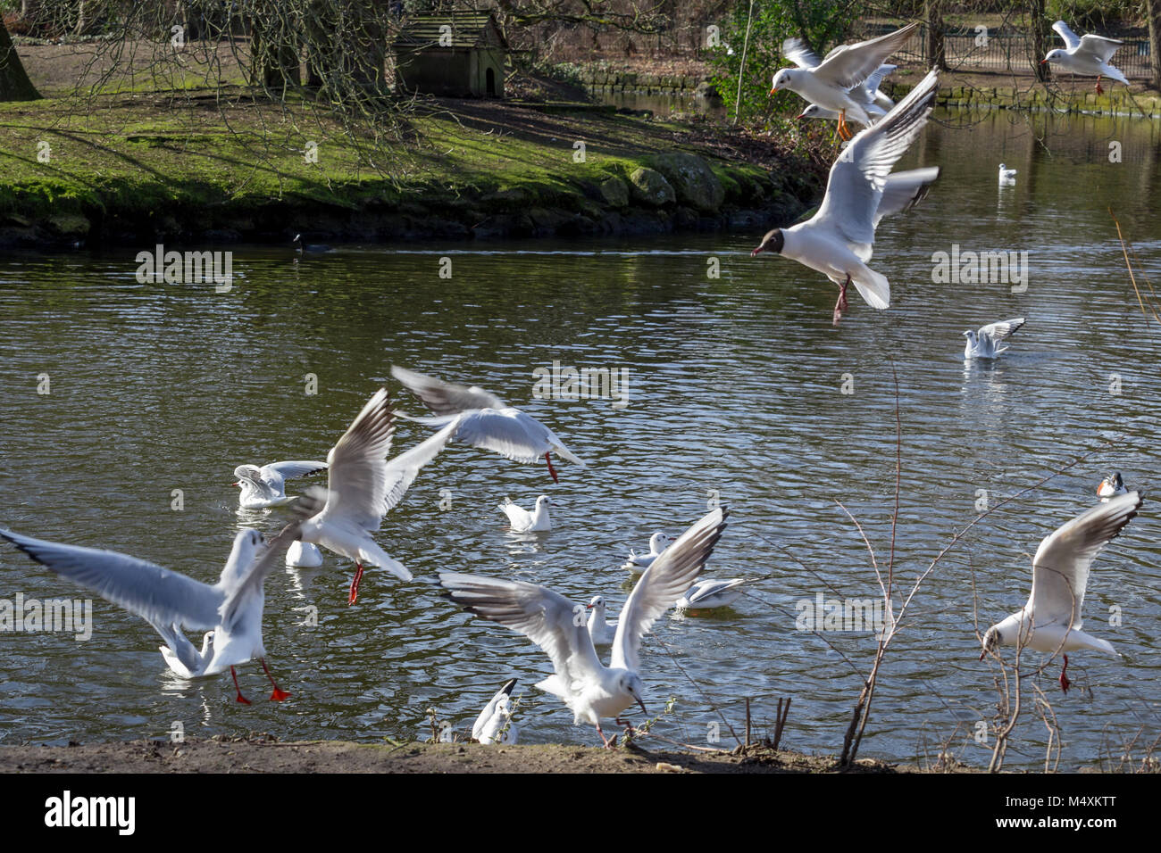 Möwen fliegen in der Nähe von einem Teich in Crystal Palace, London, England Stockfoto