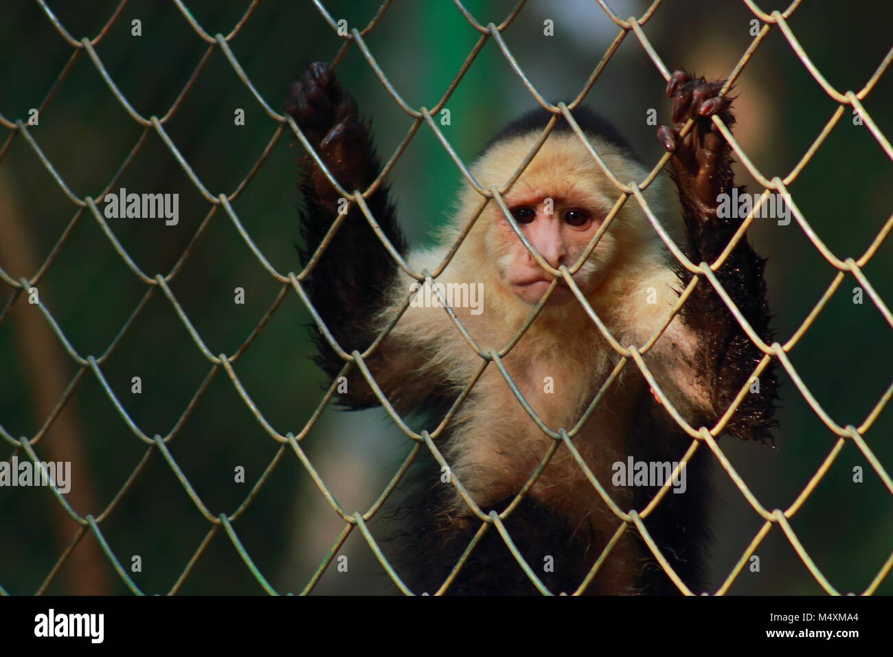 Traurig Affe hinter Zaun Stockfoto