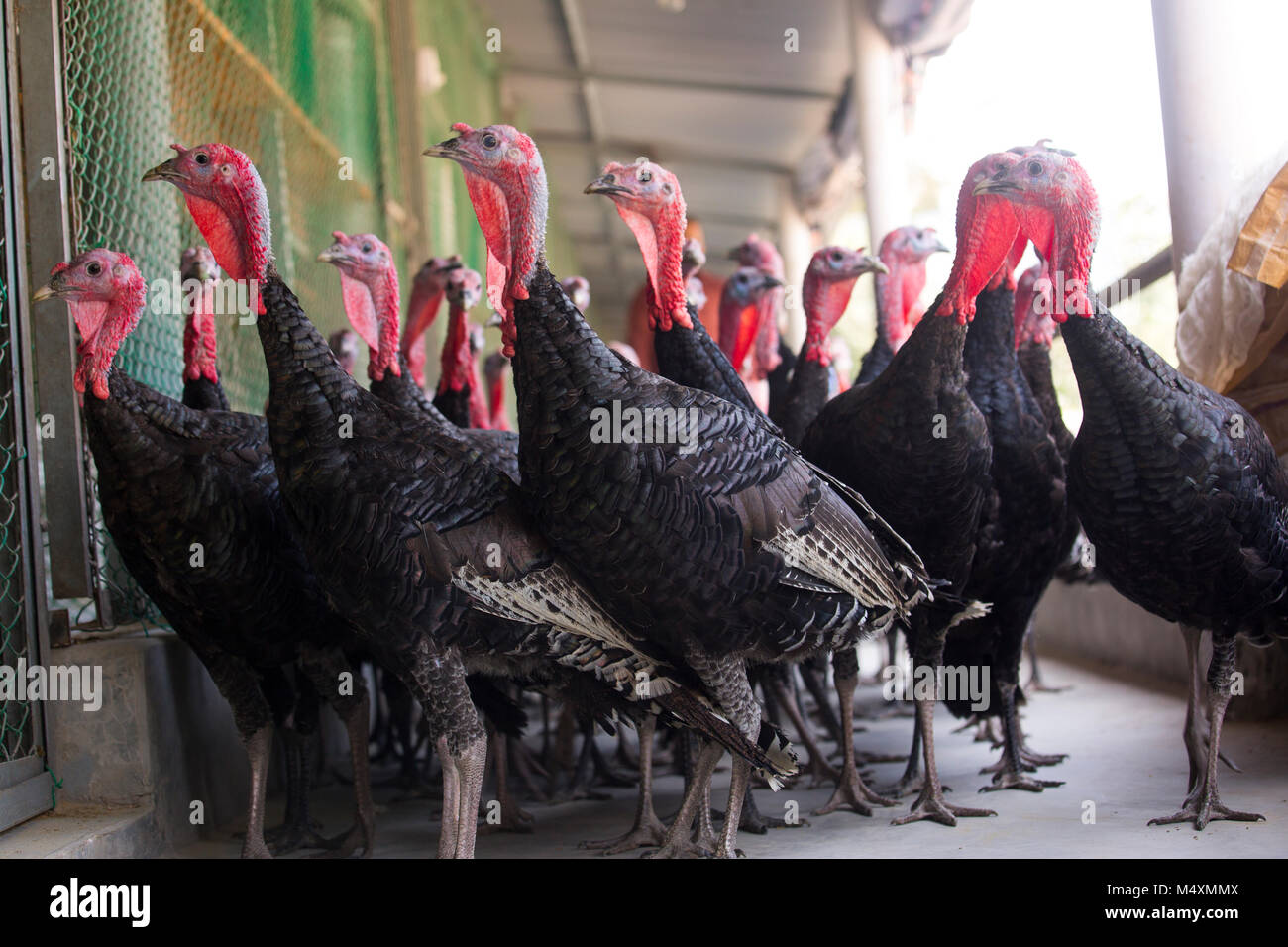 Türkei Fram auf Savar Bangladesch. Stockfoto