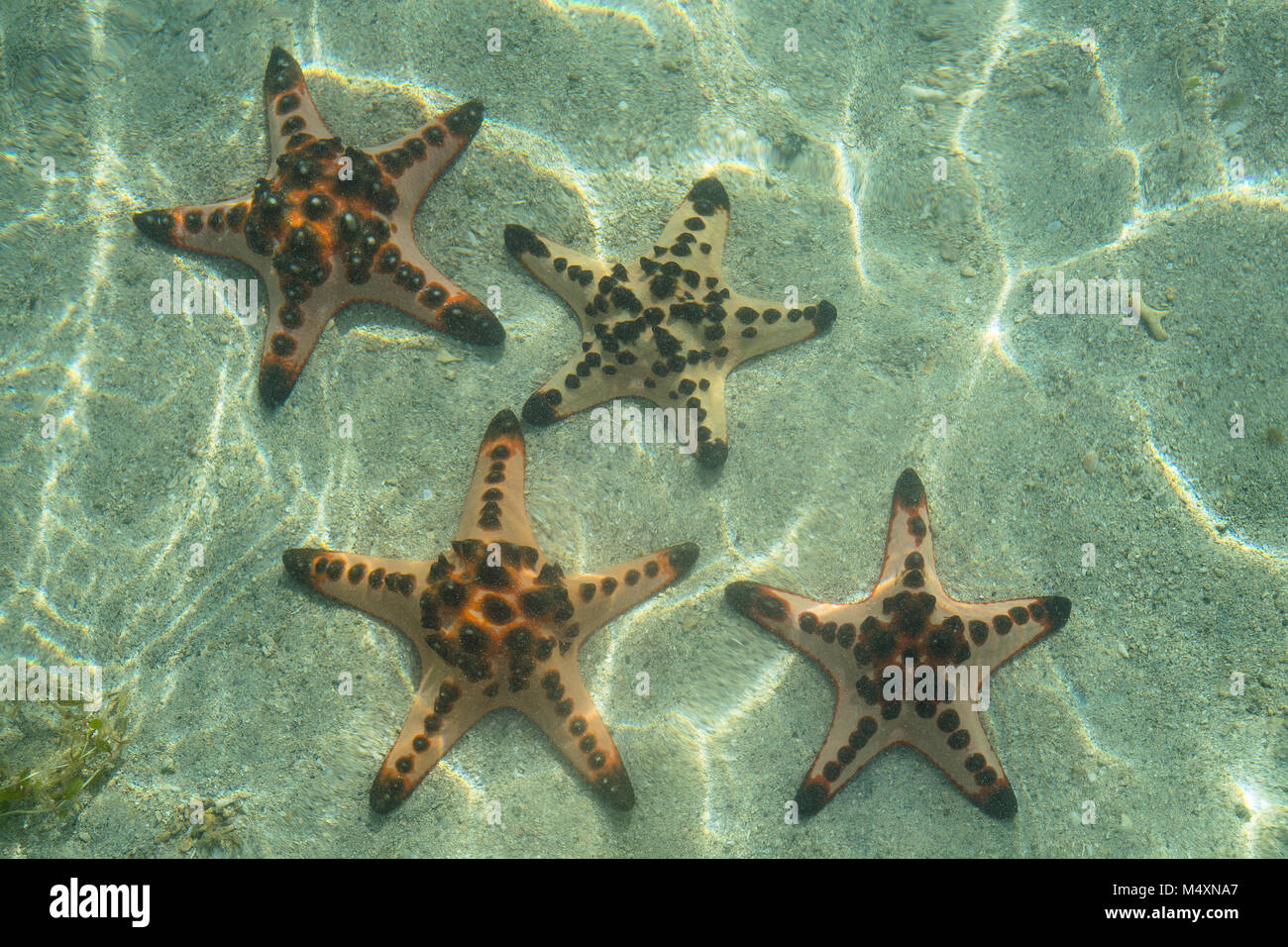 Seesterne im Meer Stockfoto