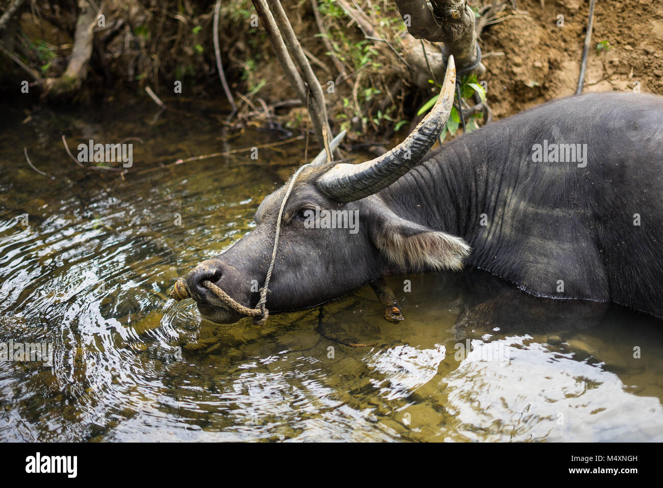 Wasserbüffel Stockfoto