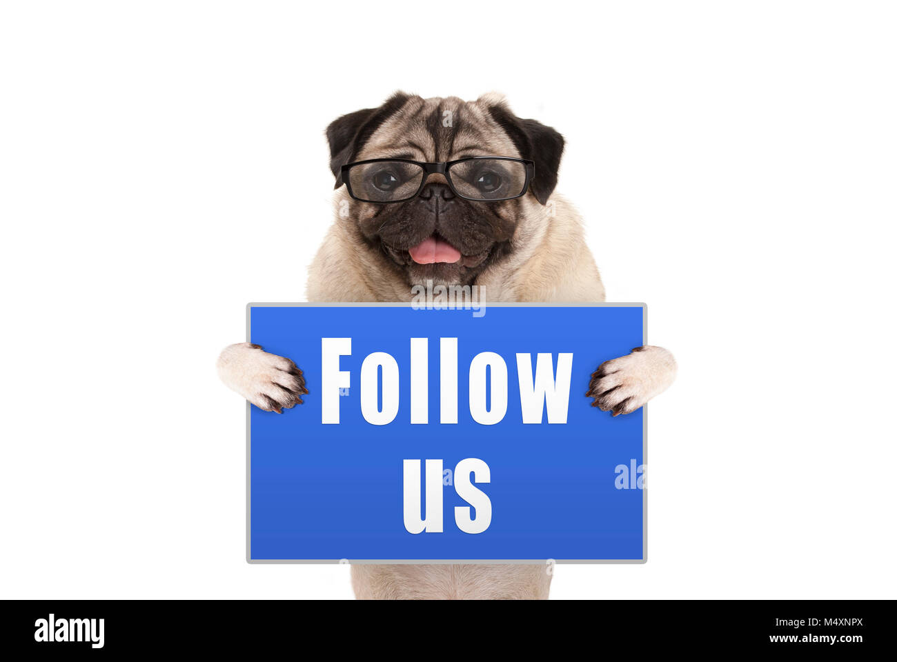 Mops Hund mit Brille bis blaues Schild mit Text folgen Sie uns auf weißem Hintergrund Stockfoto