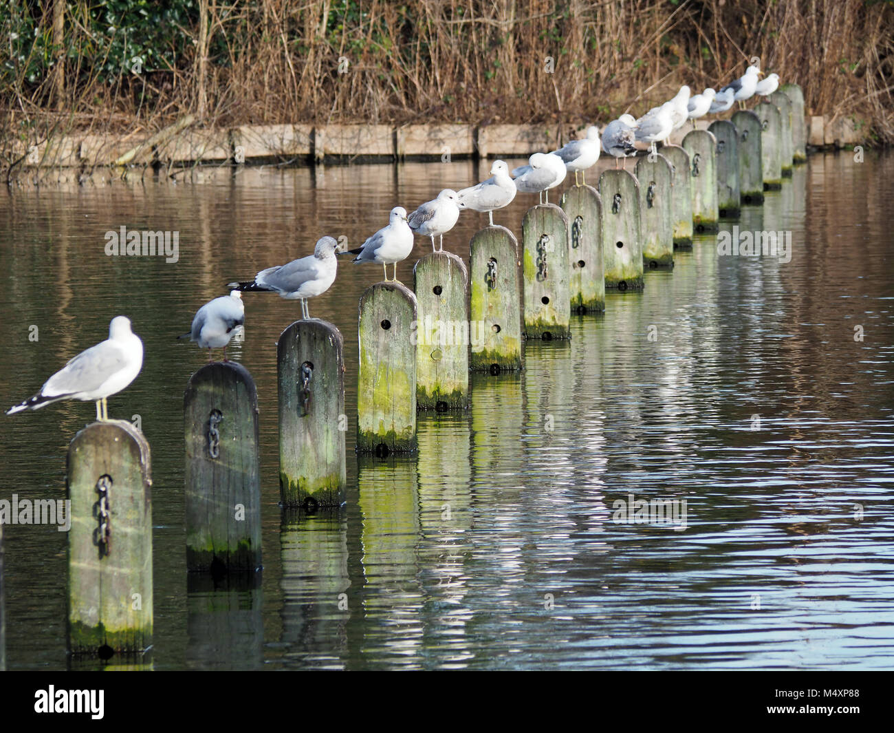 Ansicht einer Reihe von Vögeln, die in einer Linie auf Beiträge in Wasser gehockt Stockfoto