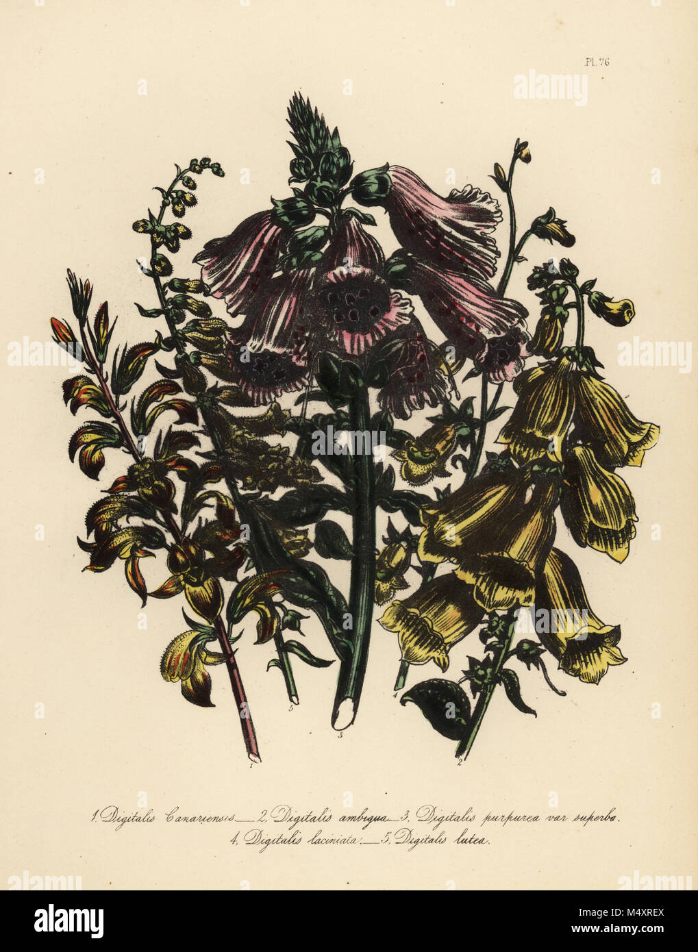 Kanarische Fingerhut, Digitalis canariensis, großer Gelber Fingerhut, Digitalis Ambigua, purpurrote Fingerhut, Digitalis purpurea, cut-leaved Fingerhut, Digitalis baumannii und Gelb foxglive, Digitalis lutea. Handfinished chromolithograph von Henry Noel Humphreys, nachdem eine Illustration von Jane Loudon von Frau Jane Loudon Damen Flower Garden von Zierpflanzen Stauden, William S. Orr, London, 1849. Stockfoto