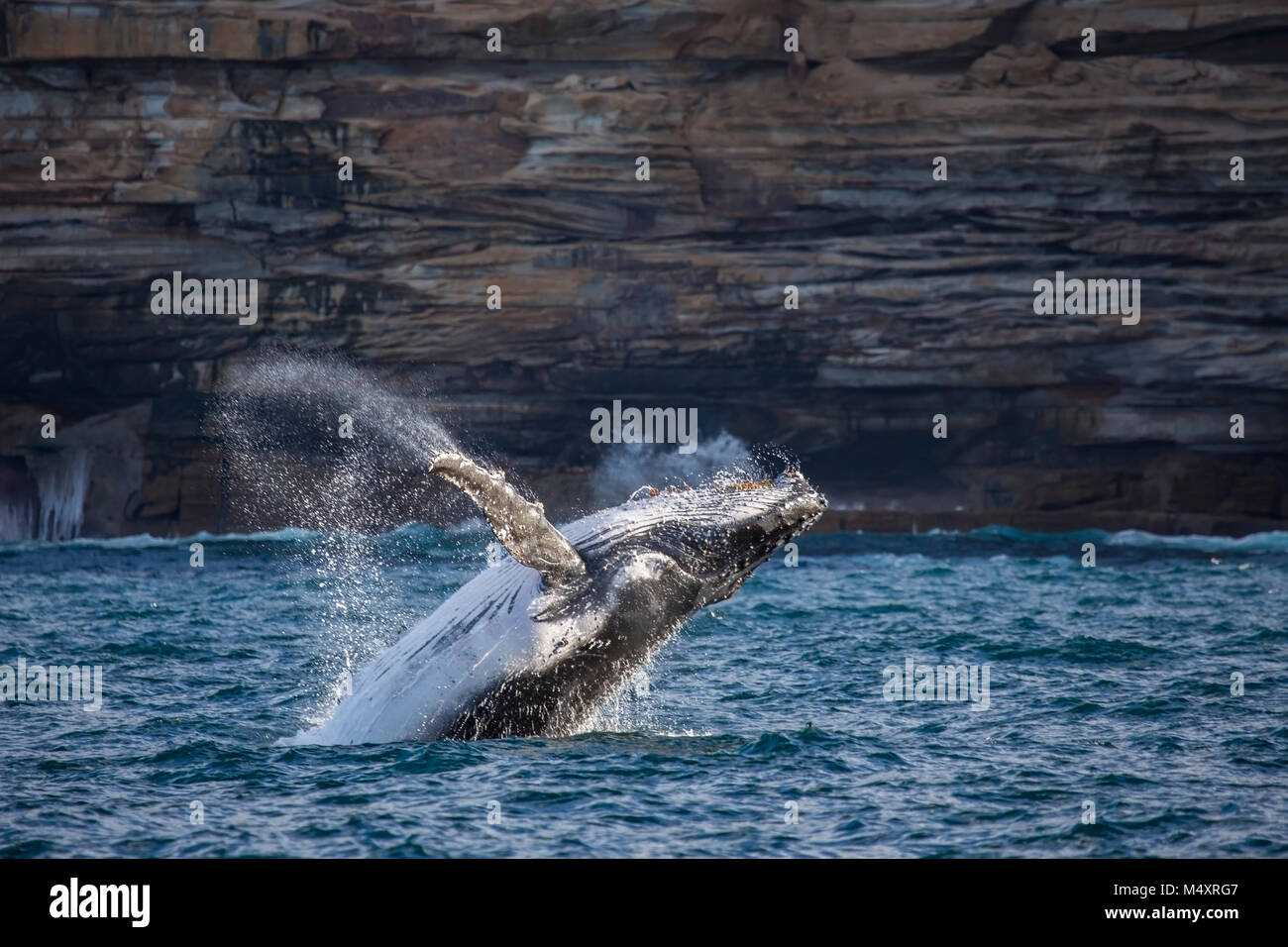 Buckelwal aus Verletzung von Sydney South Head, Sydney, Australien Stockfoto