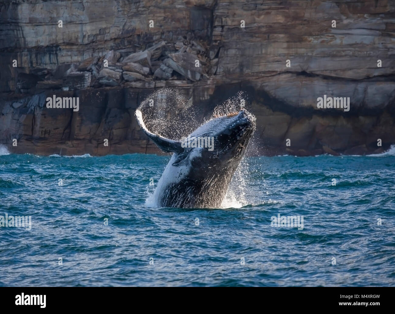 Buckelwal aus Verletzung von Sydney South Head, Sydney, Australien Stockfoto