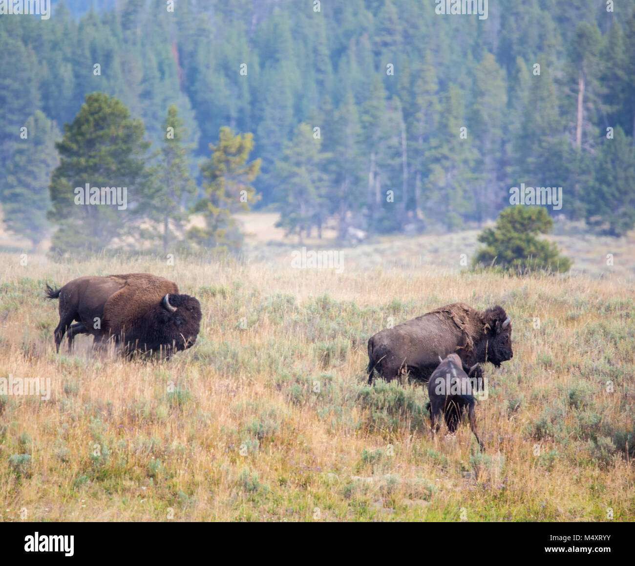 Ein Stier bison läuft auf eine weibliche Bison während der brunft Saison im Yellowstone National Park. Stockfoto